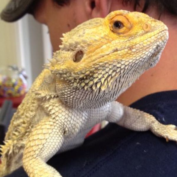 Reptiles