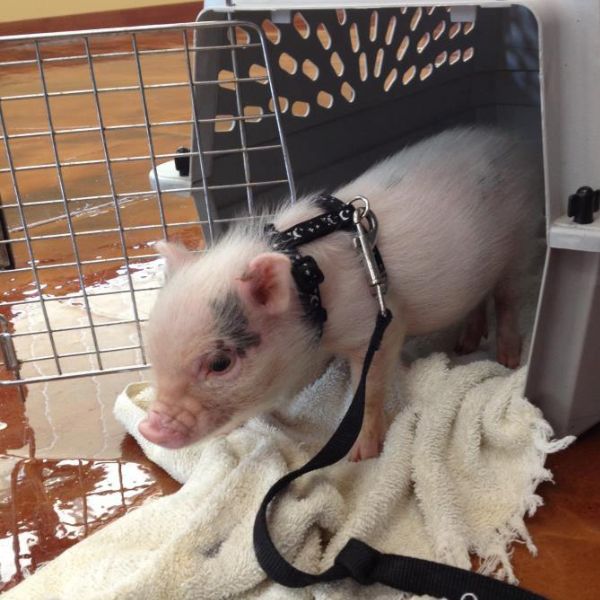 Pigs
