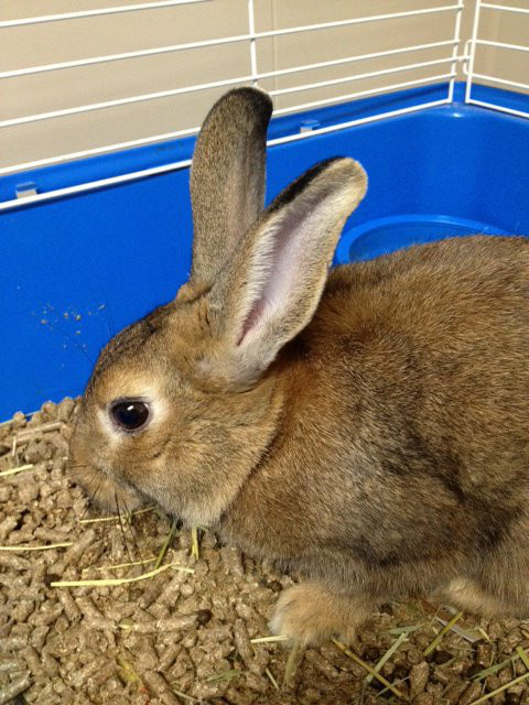 Bunny