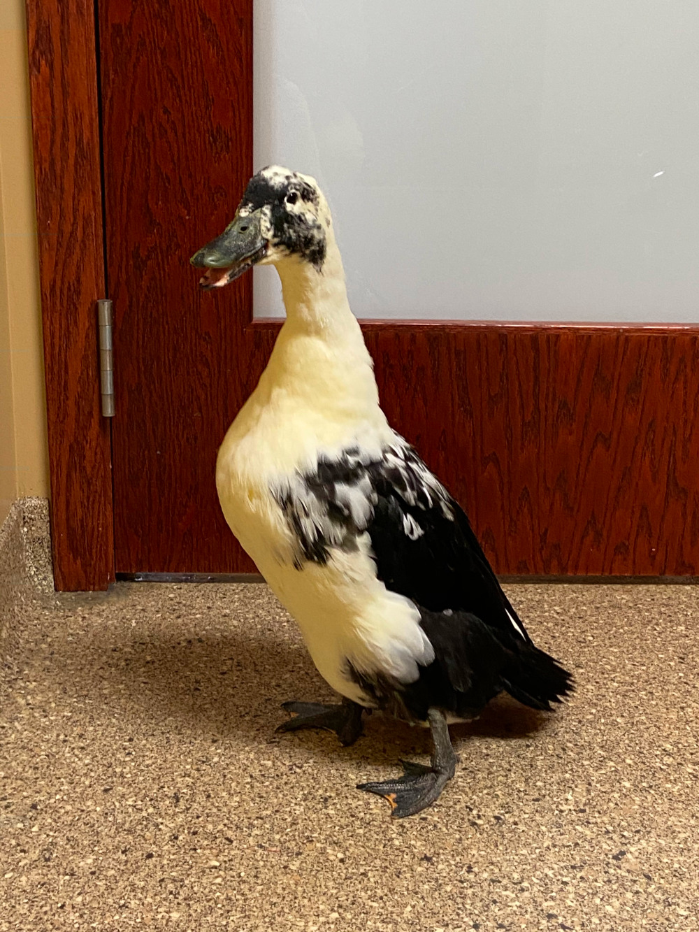 Duck