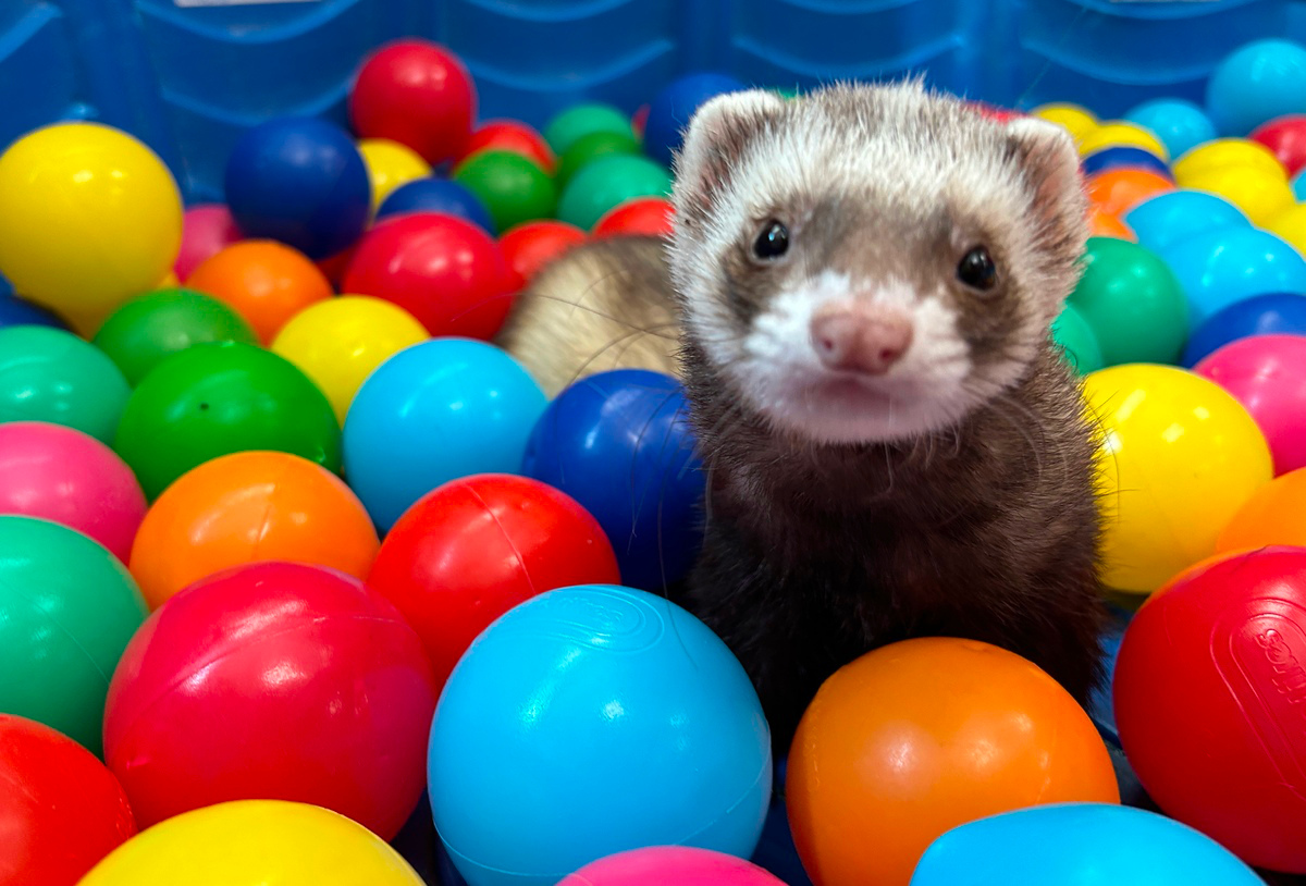 Eddie the Ferret