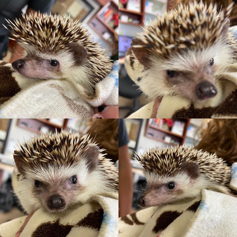 Hedgehog