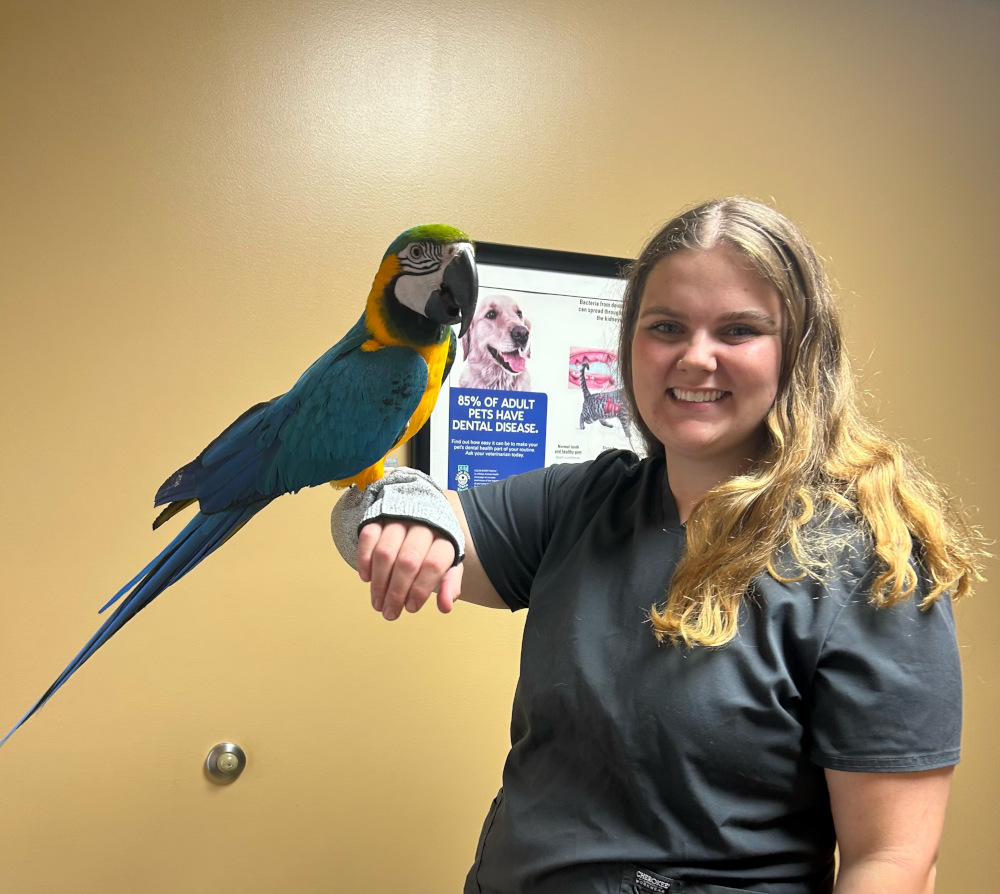 parrot