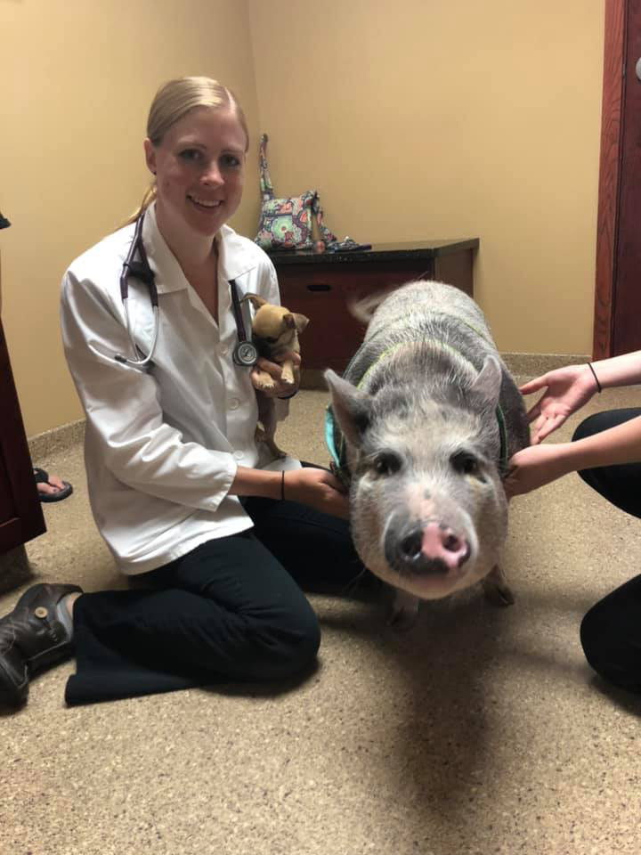 Pig
