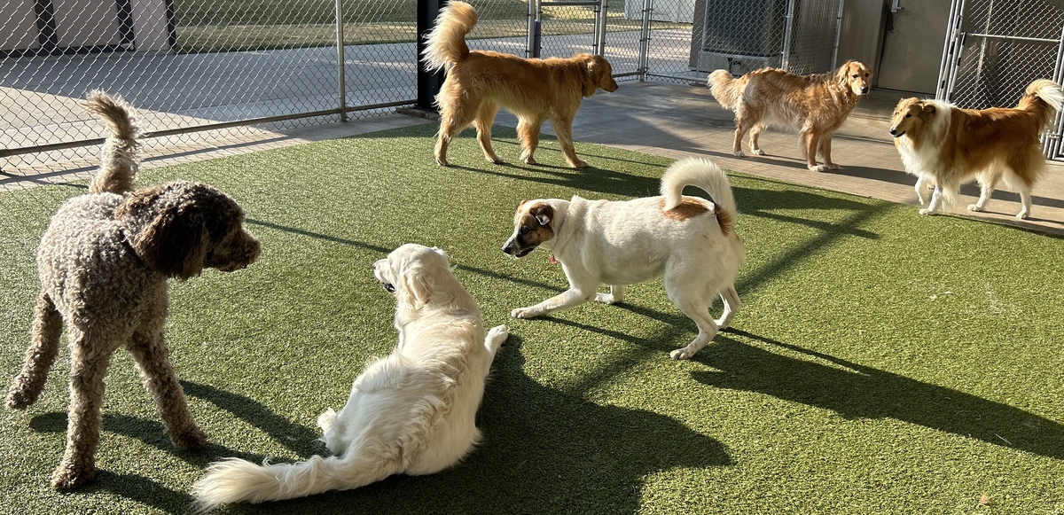 Boarding Dogs