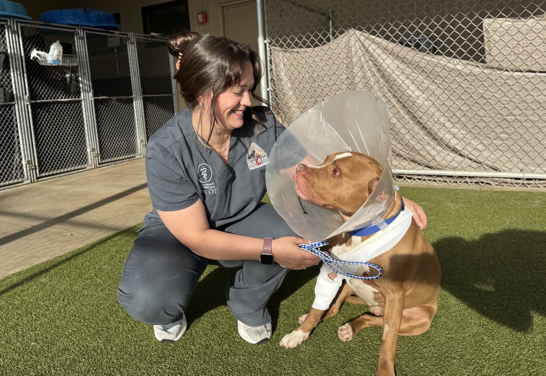 Dog Surgery