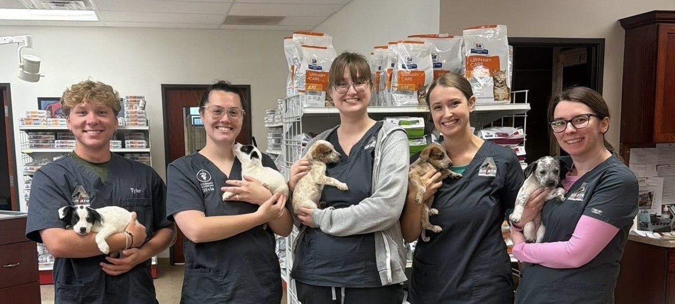 Staff with Puppies