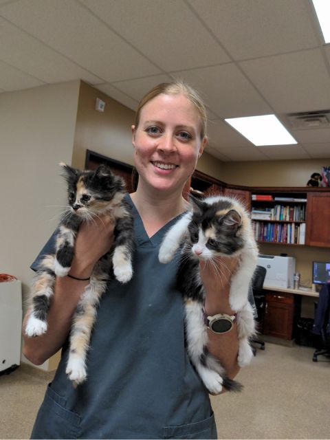 Kittens at Ancare Vet