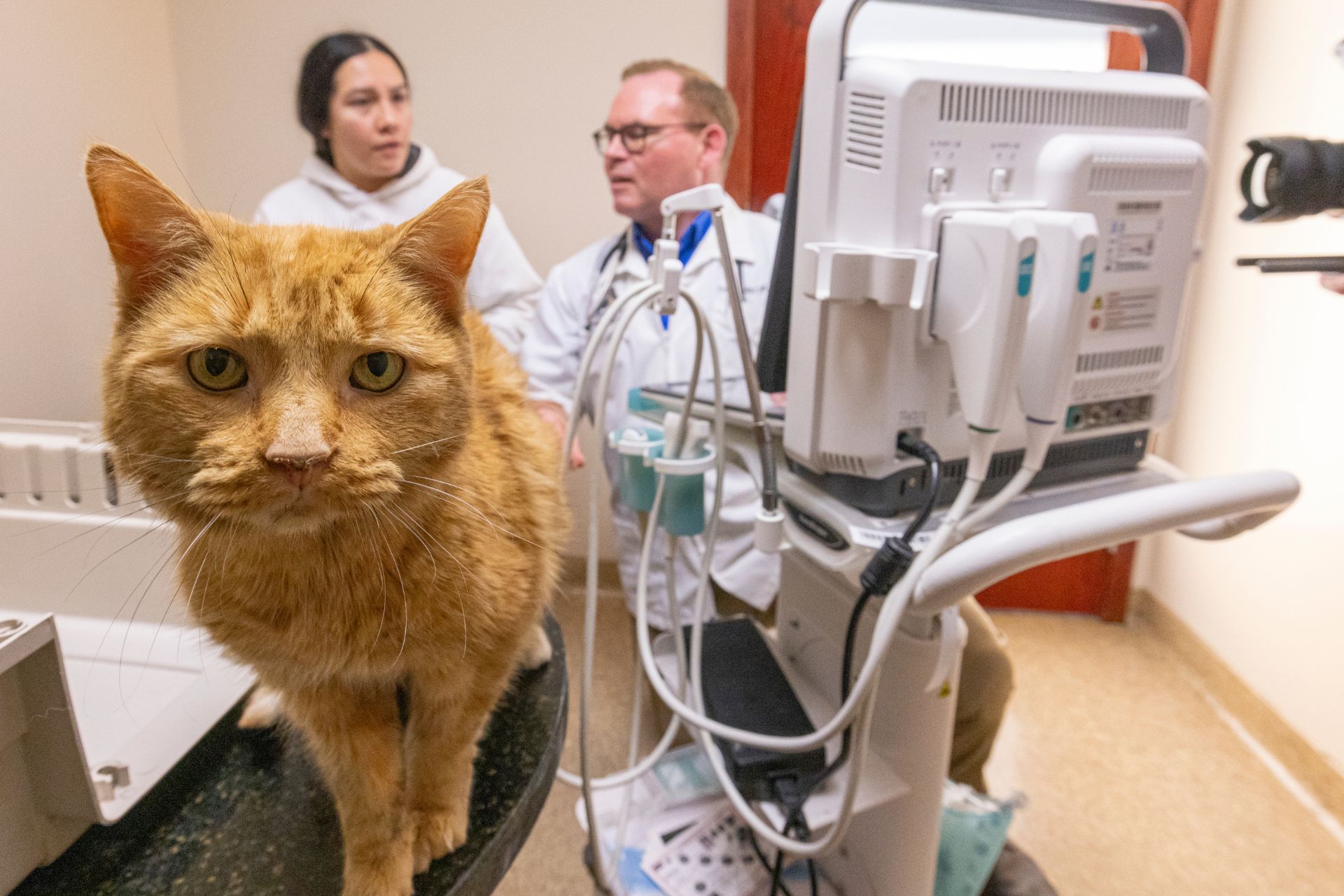 Cats and Dogs Ultrasounds at Ancare Vet Hospital in LaSalle,IL