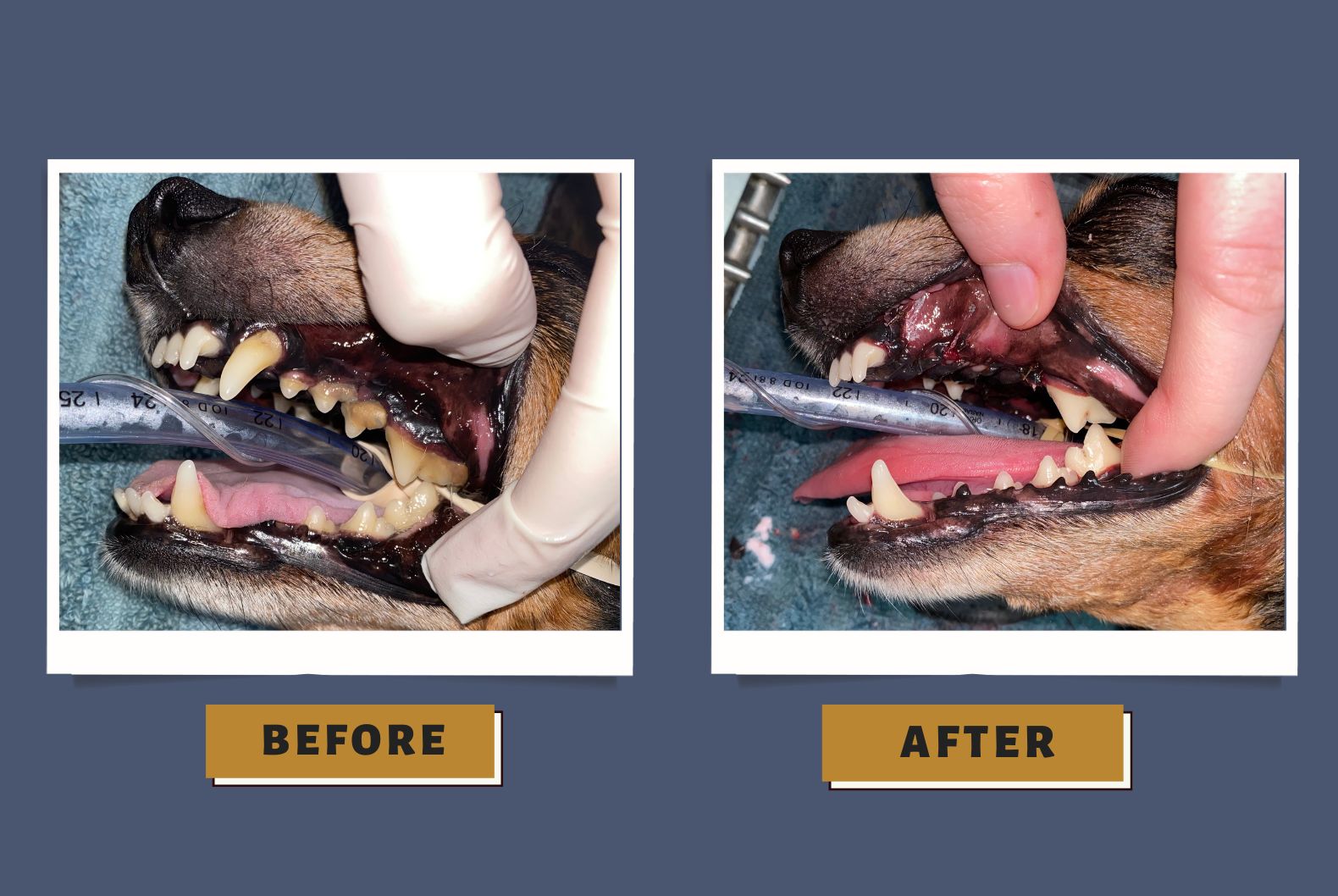  Dog Dental care at Ancare Vet