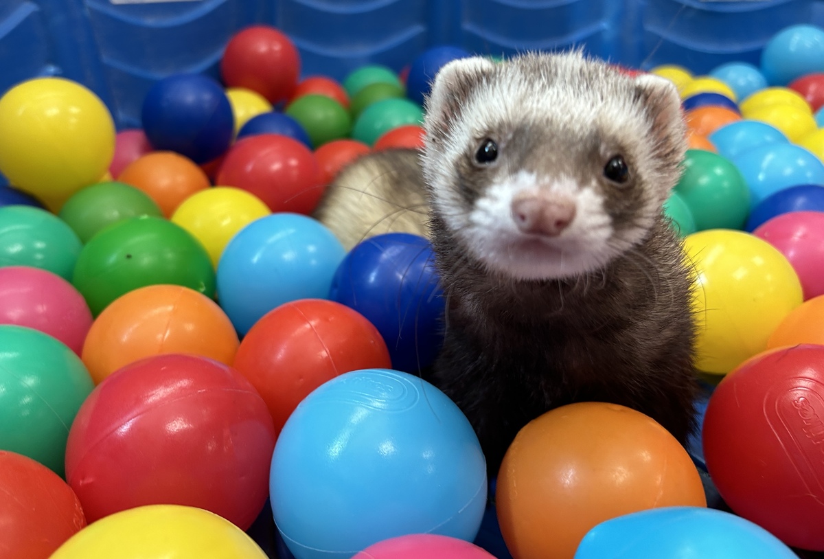 Exotic pets like ferrets at Ancare Veterinary hospital in La Salle, IL