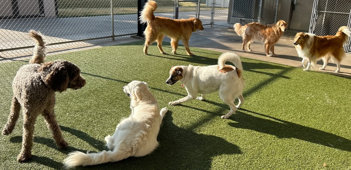Boarding and Daycare dogs at Ancare Vet in LaSalle, IL