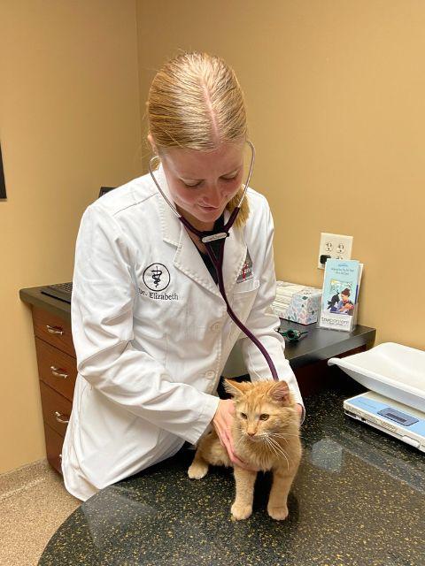 Dr. Seppanen examining a cat at Ancare Vet Hospital