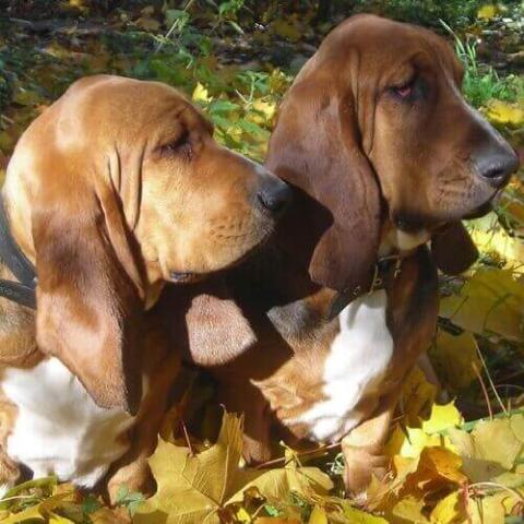 Basset Hound Dog Breed Info