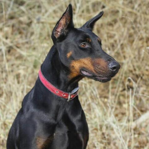 Doberman Pinscher | Ancare Veterinary Hospital
