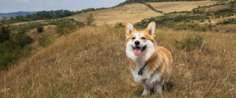 Corgi Breed, GeniusVets Corgi Breed, GeniusVets