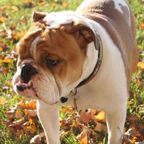 english bulldog losing hair in small patches
