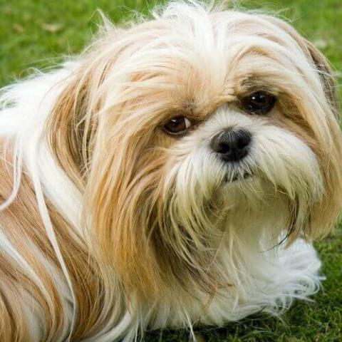 Shih Tzu Dog Breed Info 