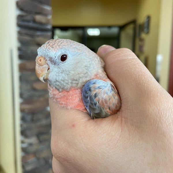 Parrot at Ancare Vet Hospital