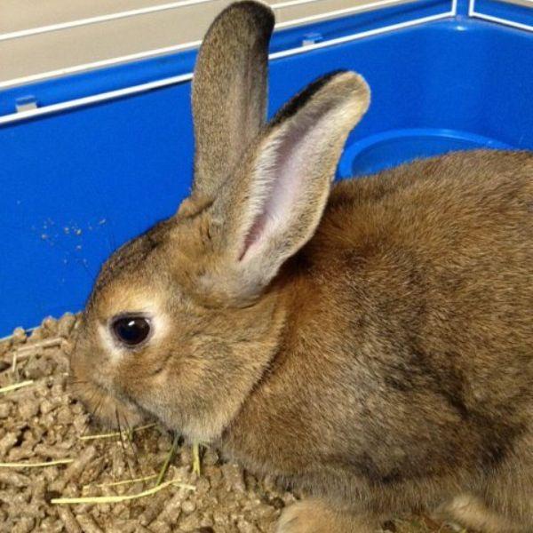 Rabbit and Bunnies at Ancare Vet Hospital