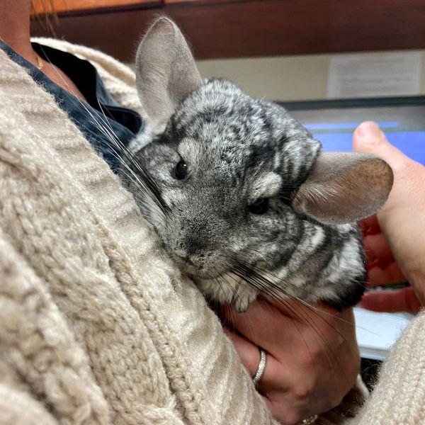 Chinchilla at Anacare Vet hosptial