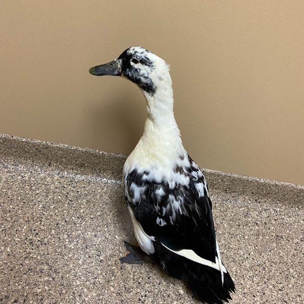 Ducks at Anacare Vet hosptial