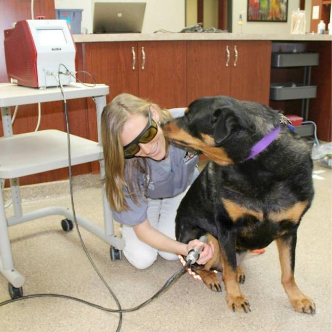 Laura performing Laser Therapy at Ancare Vet 