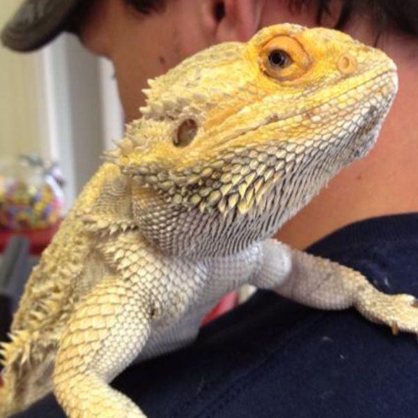 Reptiles like bearded dragons and iguanas at Ancare Vet Hospital