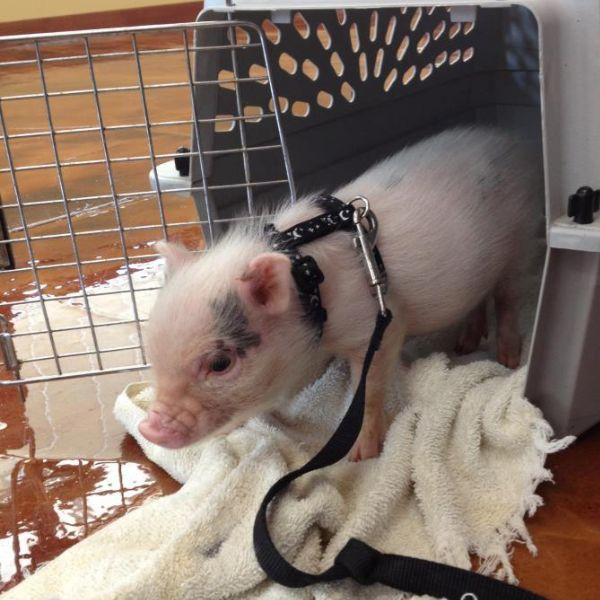 Pigs at Ancare Vet hospital