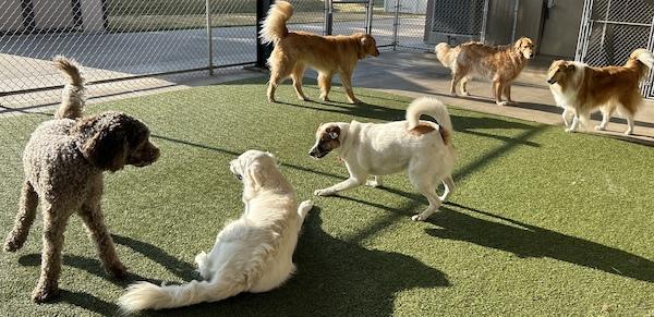 Ancare Veterinary Hospital - Boarding