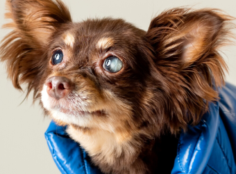5 Reasons to Not Delay Treating Your Dog's Eye Problems