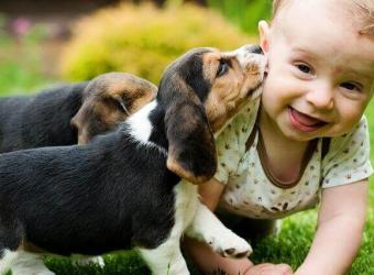 6 Of the Best Dog Breeds for Families