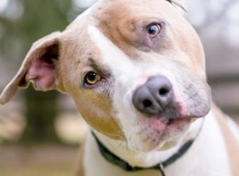 Can My Dog or Cat Take Human Medication?