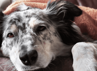 What You Need to Know About the Recent Canine Influenza Outbreaks
