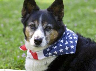 Labor Day Approaches! Here's What to Look for in Dog Sitters and Dog Boarding Facilities