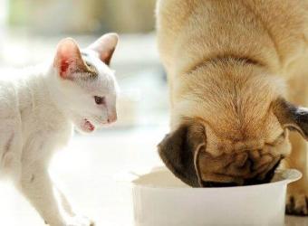 Healthy, Veterinarian-Approved Treats For Cats and Dogs