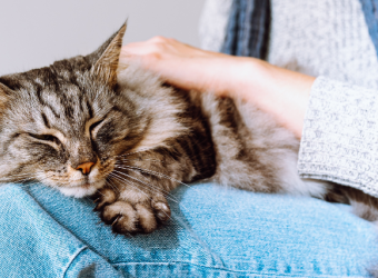 Heartworm in Cats: Why You Shouldn't Wait Until There Are Symptoms