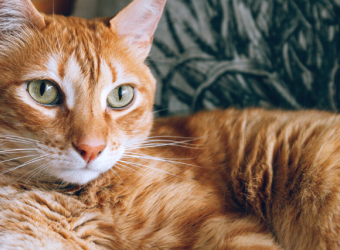 Myths and Facts About the Luck of a Cat