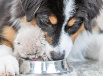 Pet Hydration Awareness Month: The Importance of Keeping Your Furry Friends Hydrated