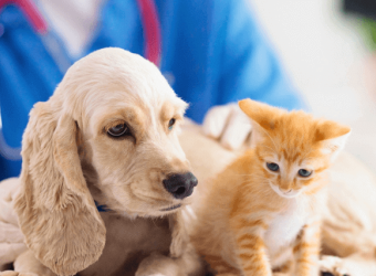 National Pet Wellness Month: How to Extend Your Pet's Life With Optimal Care