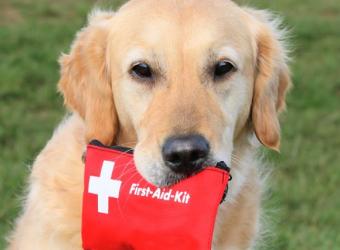 Paws and Prepare: Including Your Pets in Disaster Preparedness
