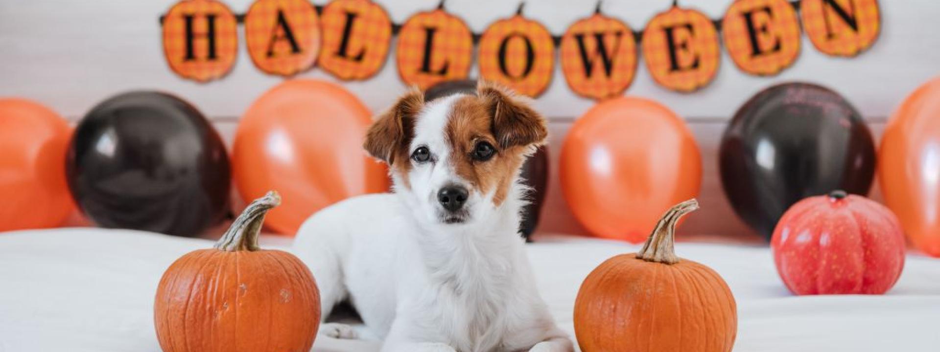 Jack Russel mix with Halloween sign.