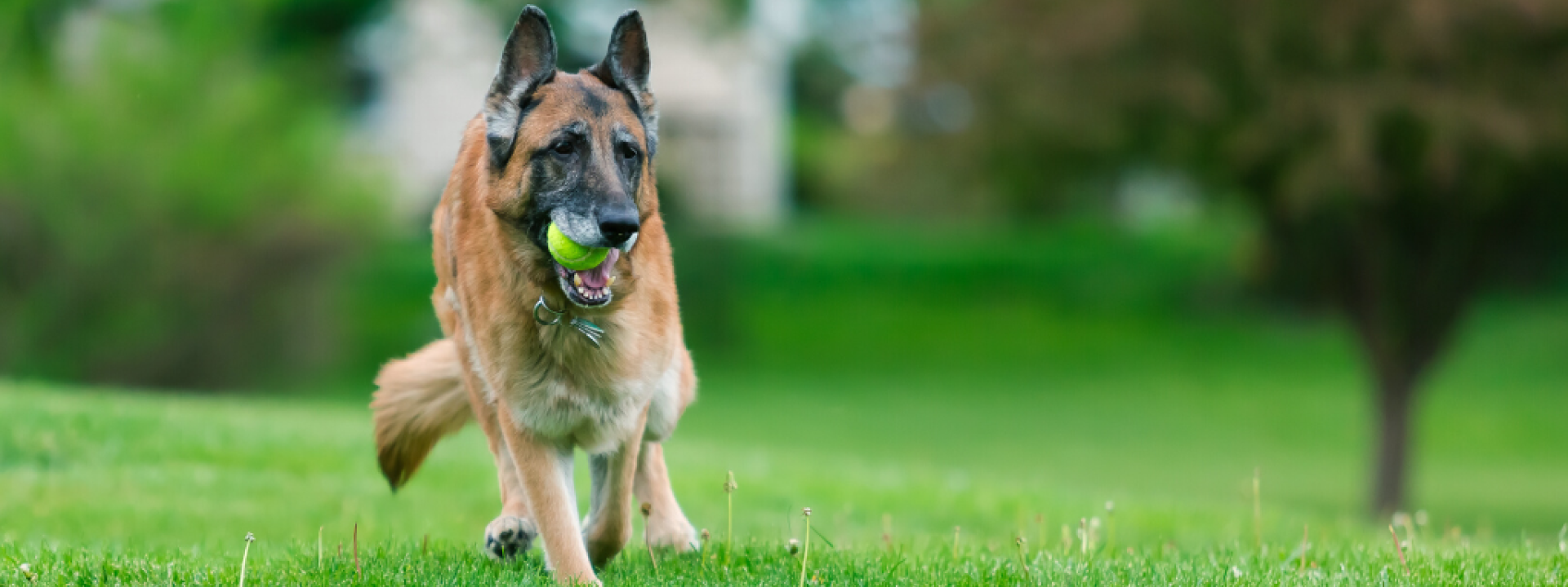 Old purebred German Shepherd Dog outside in grass.