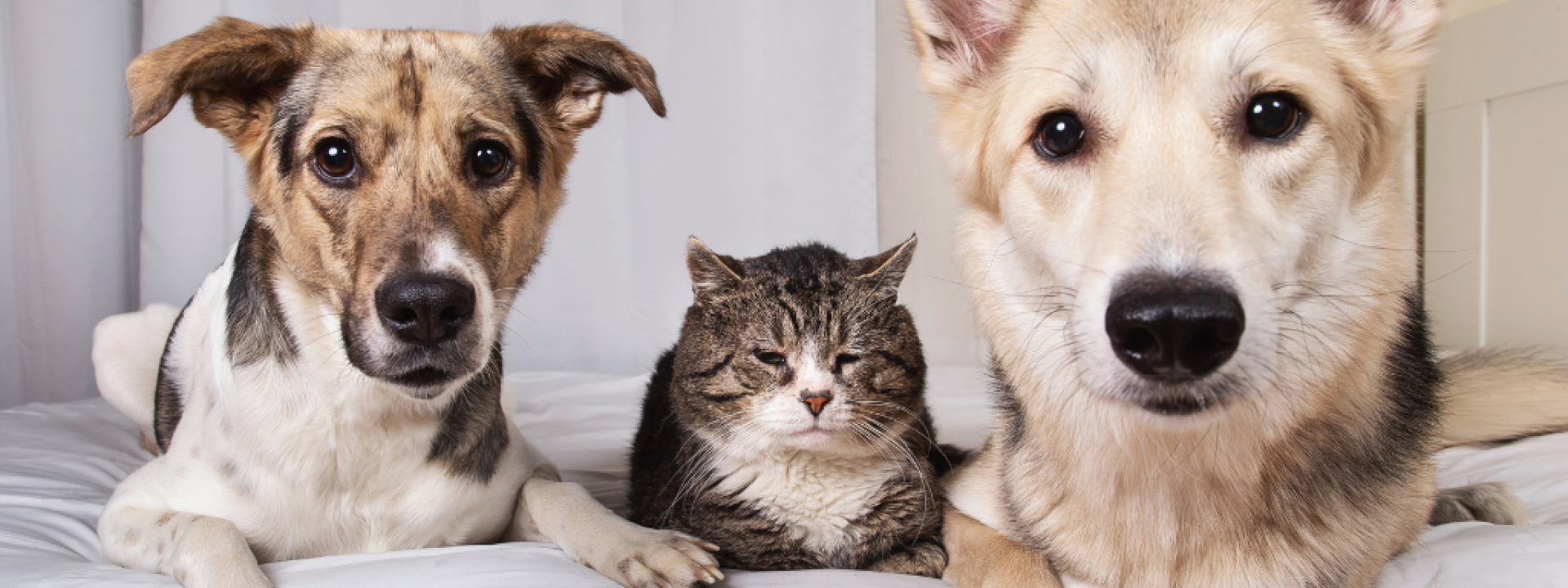Senior Dogs and Cat on bed