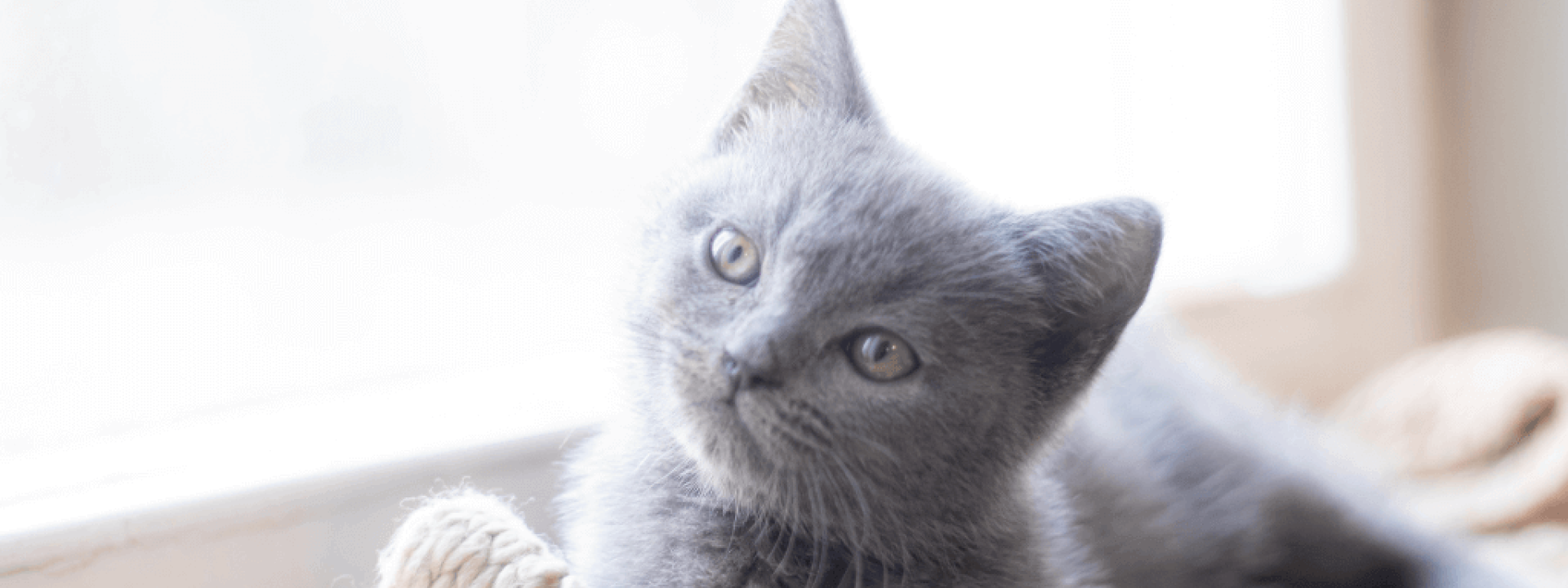 tips for bringing a kitten home