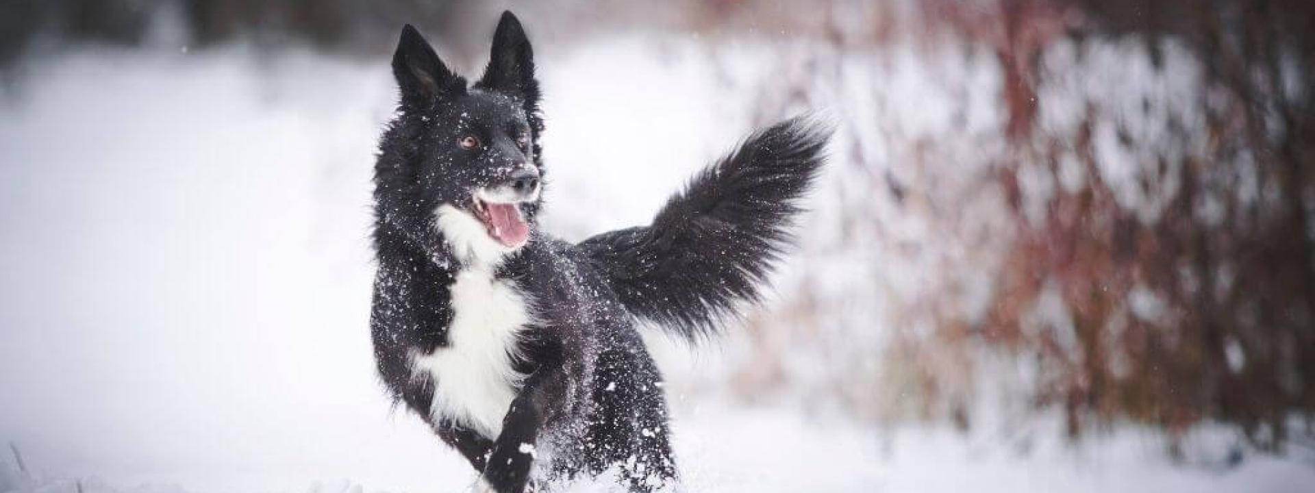 Black and white dog happily running through snow