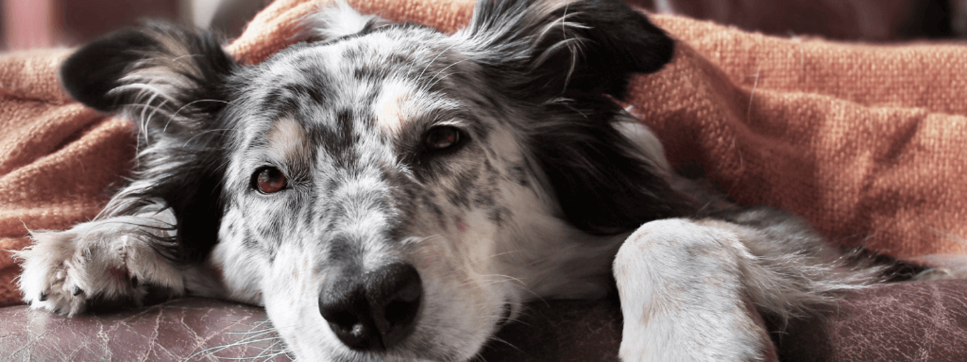 canine influenza prevention and tips