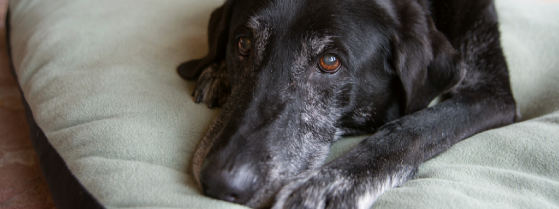 Old Black Dog with Gray Muzzle Relaxing at Home