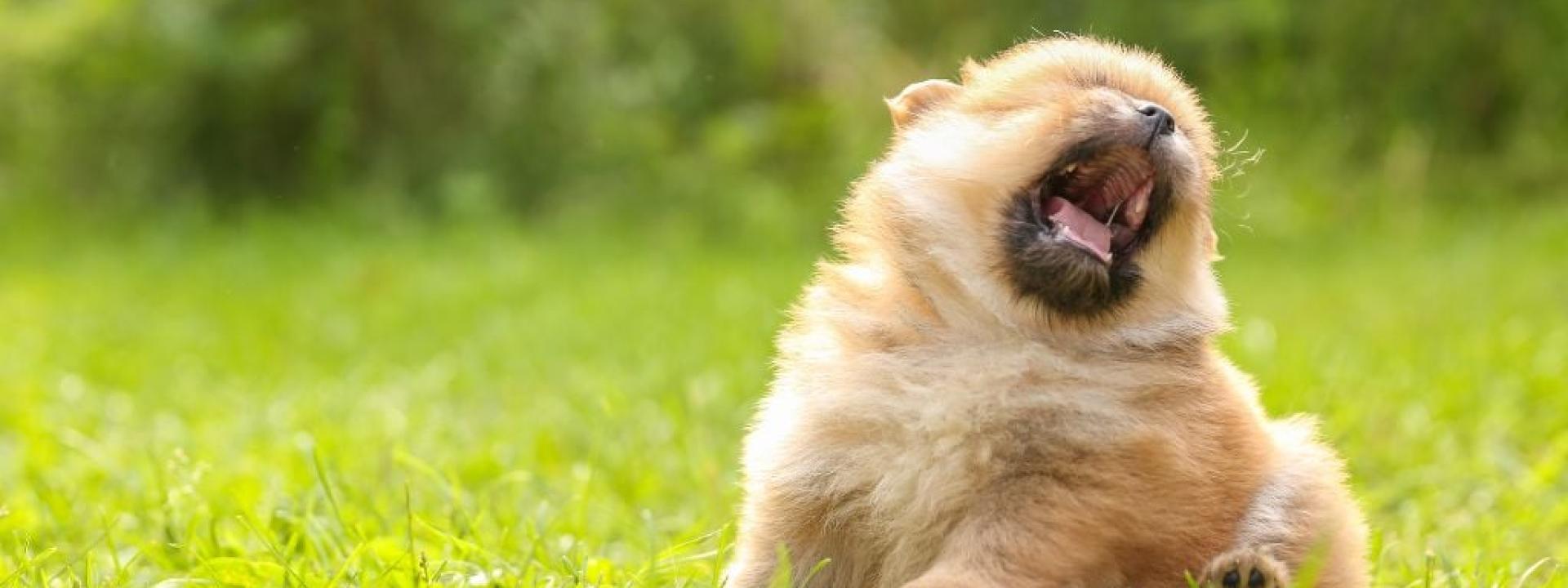Small brown dog reverse sneezing while sitting outside