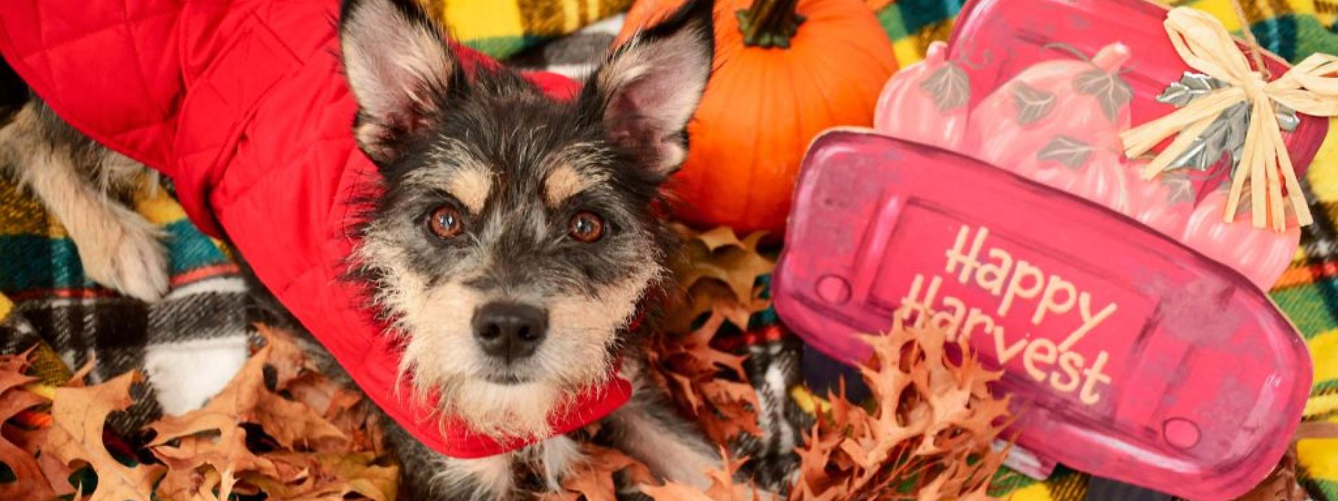 Dog with harvest sign.